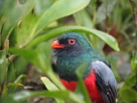 Slaty-tailed Trogon at 100ft above the forest floor