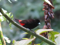 Passerini's Tanager