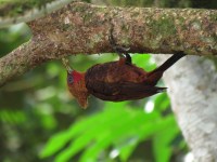 Chestnut-collared Woodpecker