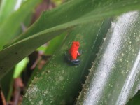 A Strawberry Poison Dart Frog sits motionless on a leaf.